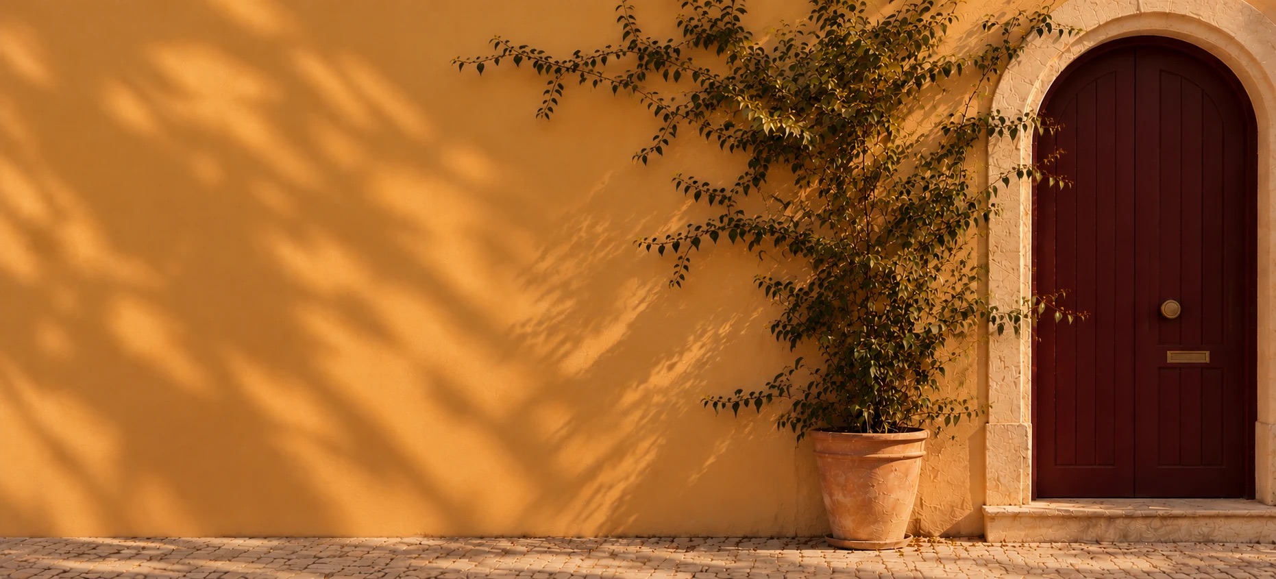 The same door, the climbing plant now in fuller leaf