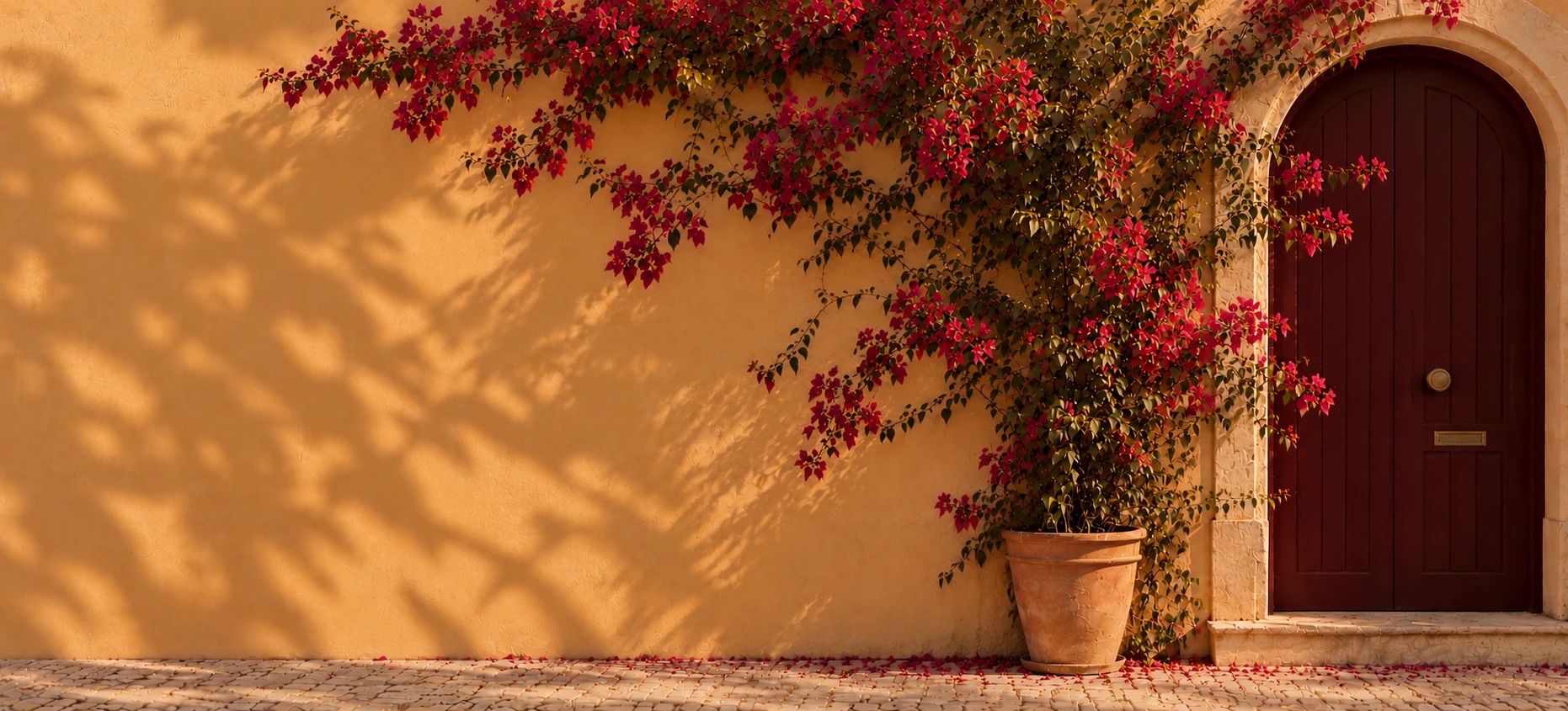 The same door, the plant in full bloom with pink bougainvillea covering the wall